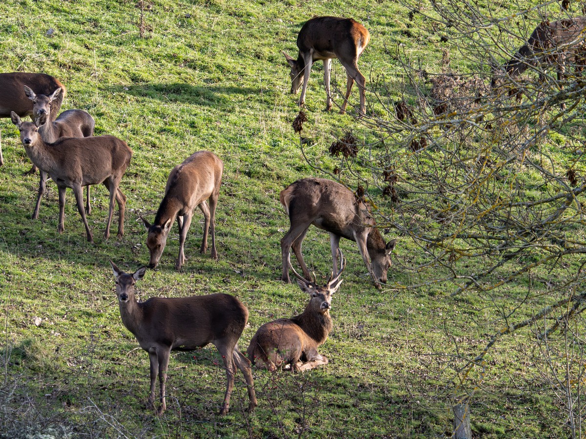 cerfs et biches (2).jpg